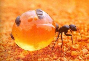 تخم مورچه برای درمان موهای زائد خوبه؟
