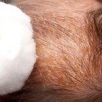 پوست ریزی سر نوزاد