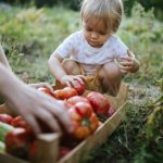 مصرف گوجه فرنگی برای کودکان کودکی که گوجه فرنگی چیده است.
