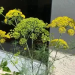 تصویر چند شاخه رازیانه