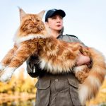 بهترین نژاد گربه برای کودکان و نگهداری در خانه بهترین نژاد گربه برای کودکان و نگهداری در خانه