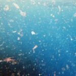 عدم ارتباط بین مواد شیمیایی پلاستیکی در دوران بارداری و زایمان زودرس
