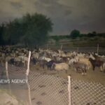 نجات ۲ دامدار و ۴۰۰ راس گوسفند از سیلاب رودخانه دز