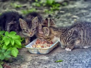 بازنگری در قوانین تغذیه حیوانات در بوستان‌ها الزامی است